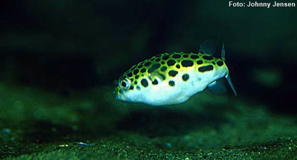 Baiacu Verde (Dichotomyctere fluviatilis)