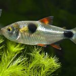 Miguelinho (Exodon paradoxus)
