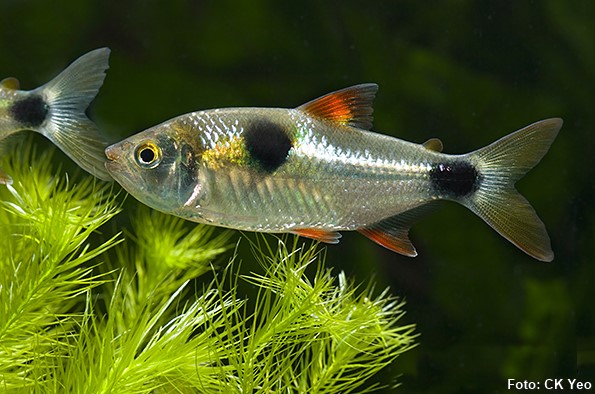 Miguelinho (Exodon paradoxus)
