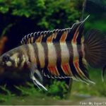 Ctenopoma Ornado (Microctenopoma ansorgii)