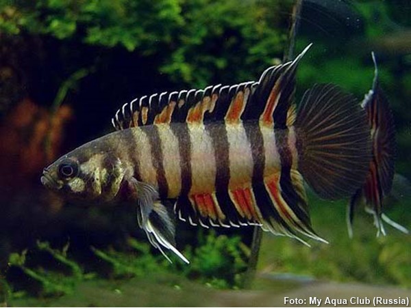 Ctenopoma Ornado (Microctenopoma ansorgii)
