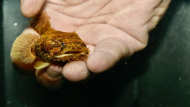 Magangá, Peixe Sapo (Potamobatrachus trispinosus)