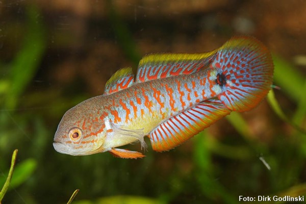 Goby Pavão (Tateurndina ocellicauda)