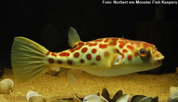 Baiacu do Rio Cross (Tetraodon pustulatus)