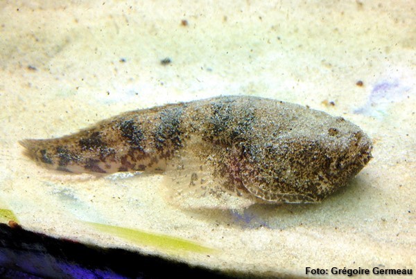Peixe Sapo Amazônico (Thalassophryne amazonica)