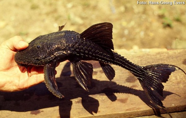 Cascudo Cauda de Lira (Acanthicus hystrix)