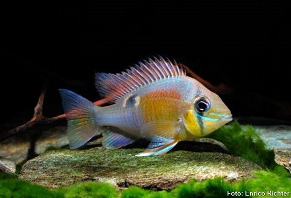 Acará salema (Biotodoma cupido)
