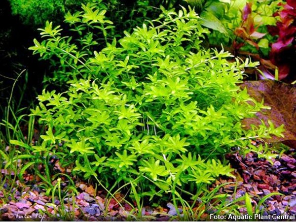 Hemianthus micranthemoides