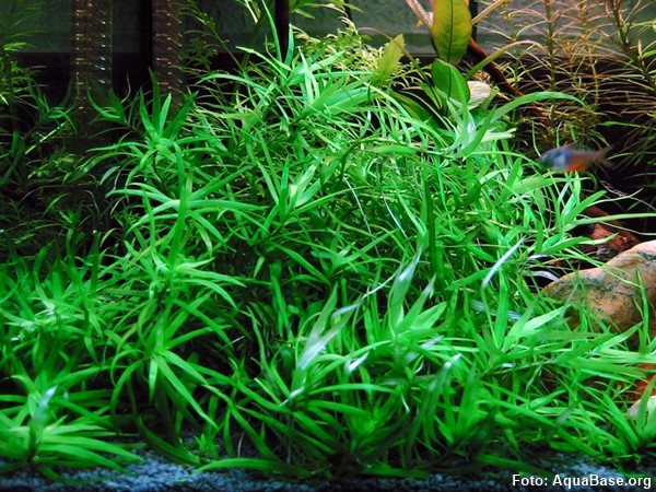 Heteranthera Zosterifolia