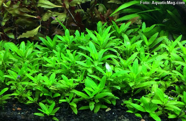 Staurogyne Repens