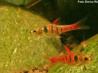 Cobrinha Kuhli Colorida e Negra Disponíveis . . . . . #peixes  #peixesdeaquarios #fish #aquarium #aquario #aquarioplantado #koi #kinguio  #reefaquarium, By Peixinho e Cia