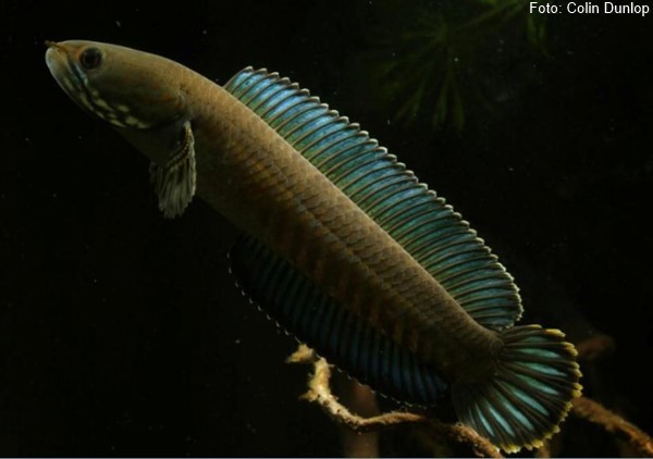 Snakehead “lal cheng” (Channa andrao)
