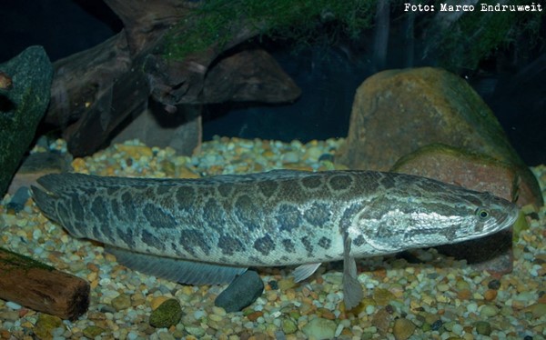 Snakehead Amur (Channa argus)