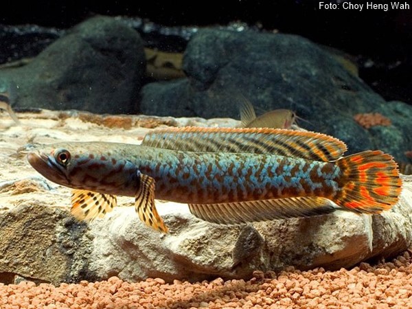 Snakehead Arco-íris (Channa bleheri)