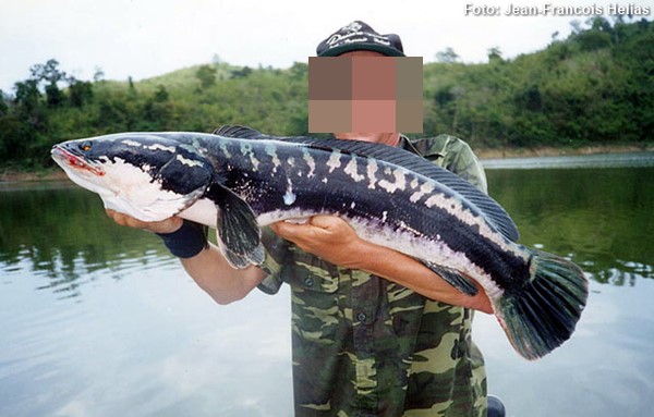 Snakehead Gigante (Channa micropeltes)