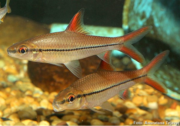 Borneo redfin Shark (Cyclocheilichthys janthochir)