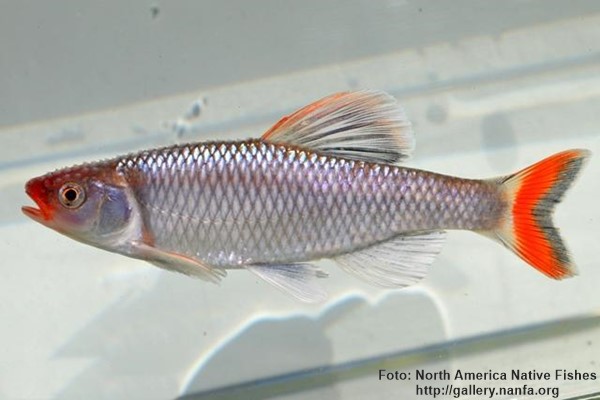 Fieryblack shiner (Cyprinella pyrrhomelas)