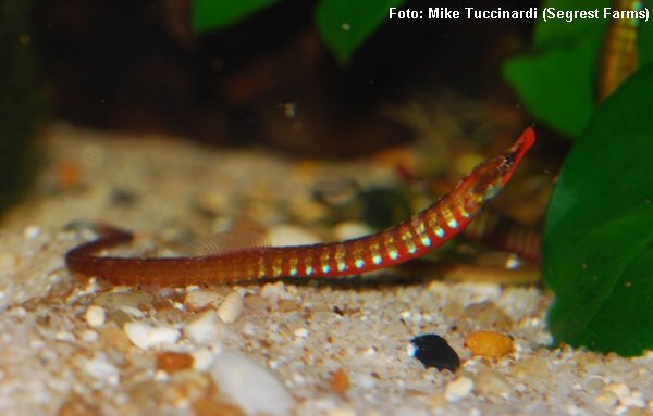 Peixe Cachimbo Africano (Enneacampus ansorgii)