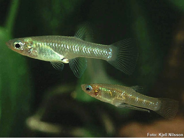 Poecilídeo Metálico (Girardinus metallicus)