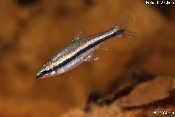 Peixes Lápis Dourado (Nannostomus beckfordi)