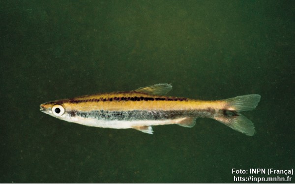 Peixe-lápis de duas listras (Nannostomus bifasciatus)
