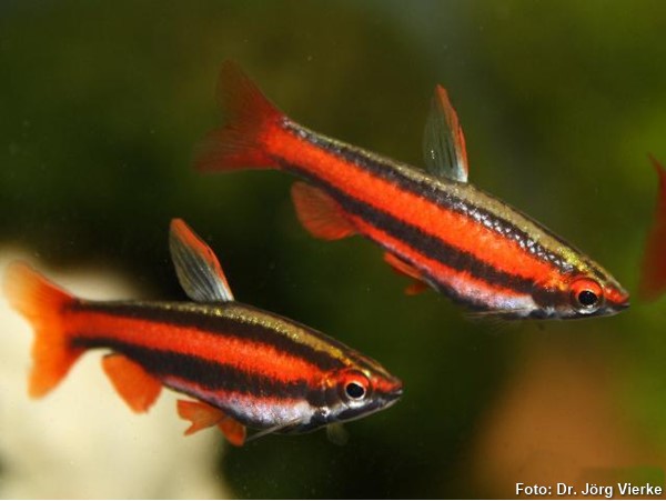 Peixe Lápis Vermelho (Nannostomus mortenthaleri)