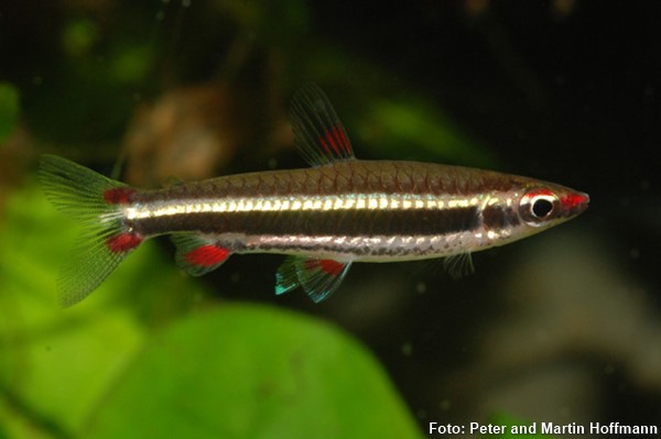 Peixe Lápis (Nannostomus nigrotaeniatus)