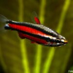 Peixe Lápis Peruano (Nannostomus rubrocaudatus)