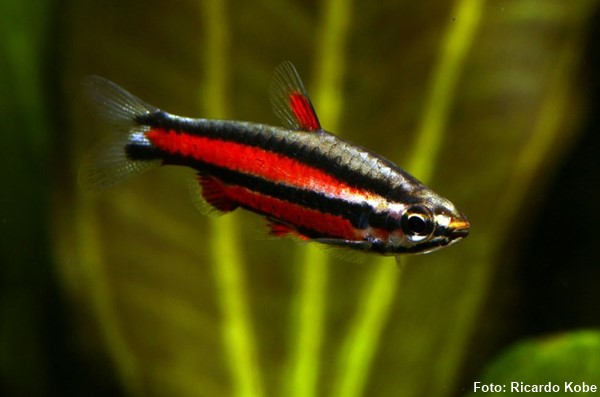Peixe Lápis Peruano (Nannostomus rubrocaudatus)