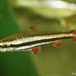 Peixe-lápis de três listras (Nannostomus trifasciatus)
