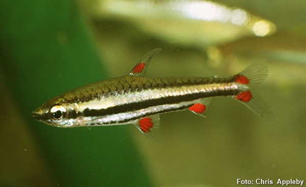 Peixe-lápis de três listras (Nannostomus trifasciatus)
