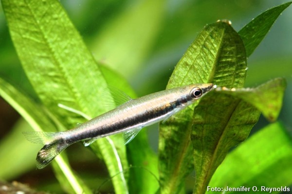Peixe Lápis de uma listra (Nannostomus unifasciatus)