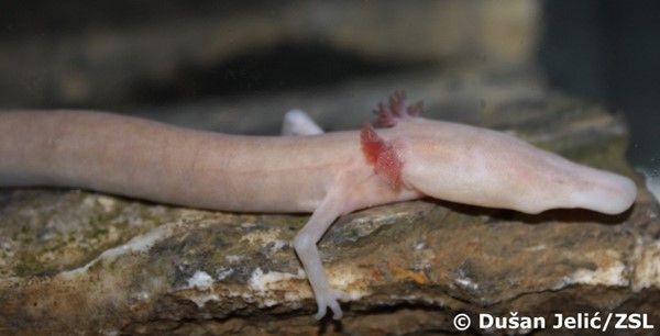 Proteus, Olm (Proteus anguinus)