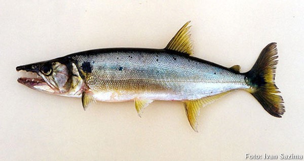Peixe Cachorro (Acestrorhynchus lacustris)