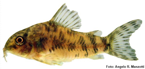 Aspidoras lakoi