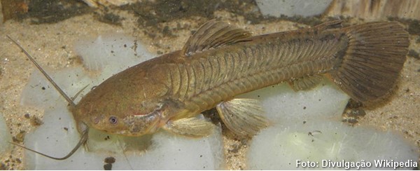 Camboatá (Callichthys callichthys)