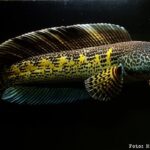 Snakehead (Channa aurantimaculata)