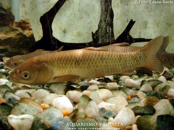 Carpa Capim (Ctenopharyngodon idella)