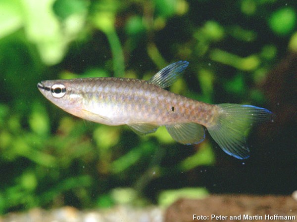 Charutinho (Pyrrhulina australis)