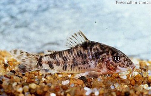 Corydora (Corydoras difluviatilis)