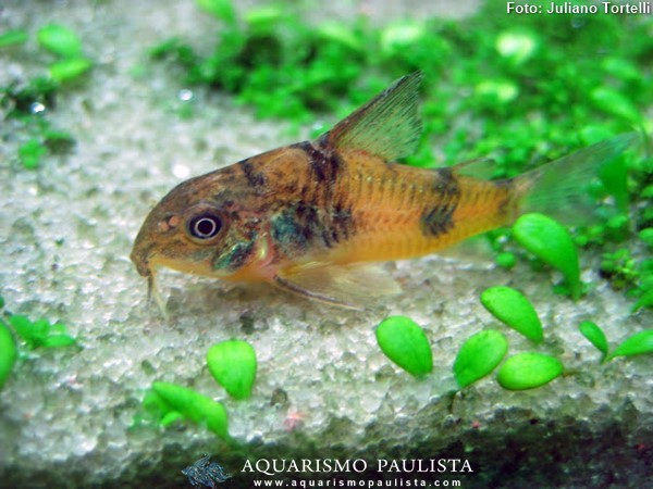 Corydora (Corydoras ehrhardti)