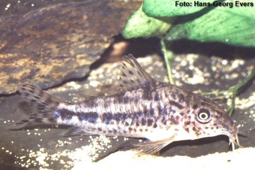 Coridora (Corydoras flaveolus)