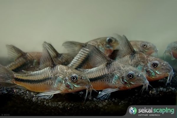 Coridora Azul (Corydoras nattereri)