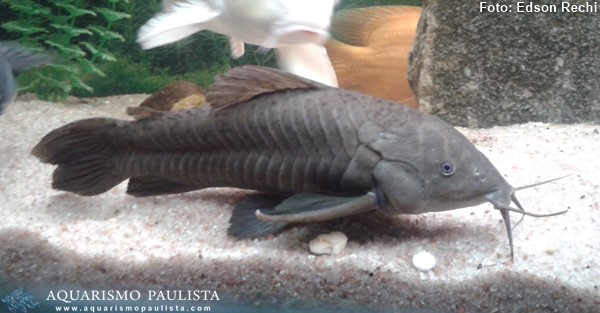 Tamoatá (Hoplosternum littorale)