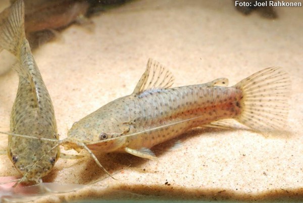 Tamboatá (Lepthoplosternum pectorale)