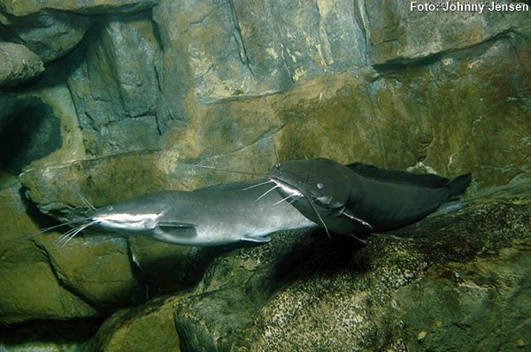 Bagre Africano (Clarias gariepinus)
