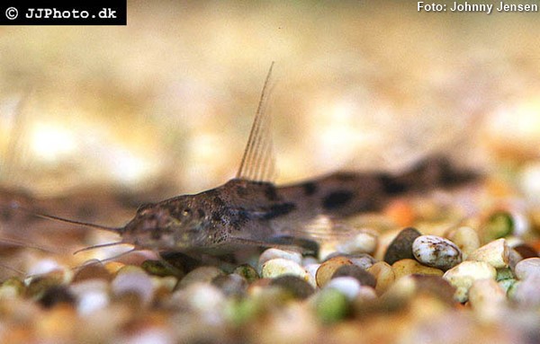 Bagrinho (Imparfinis minutus)