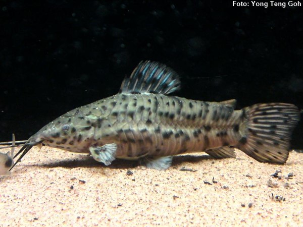Tamatá (Megalechis thoracata)