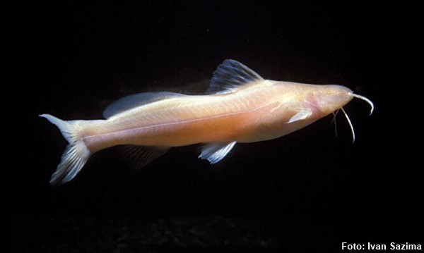 Bagre Cego (Pimelodella kronei)