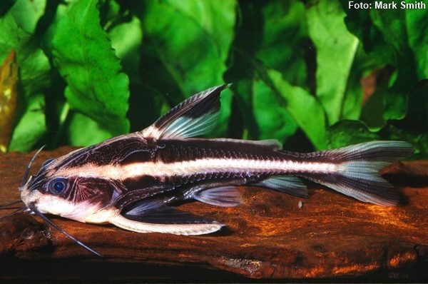 Bacu, Roque Roque (Platydoras armatulus)